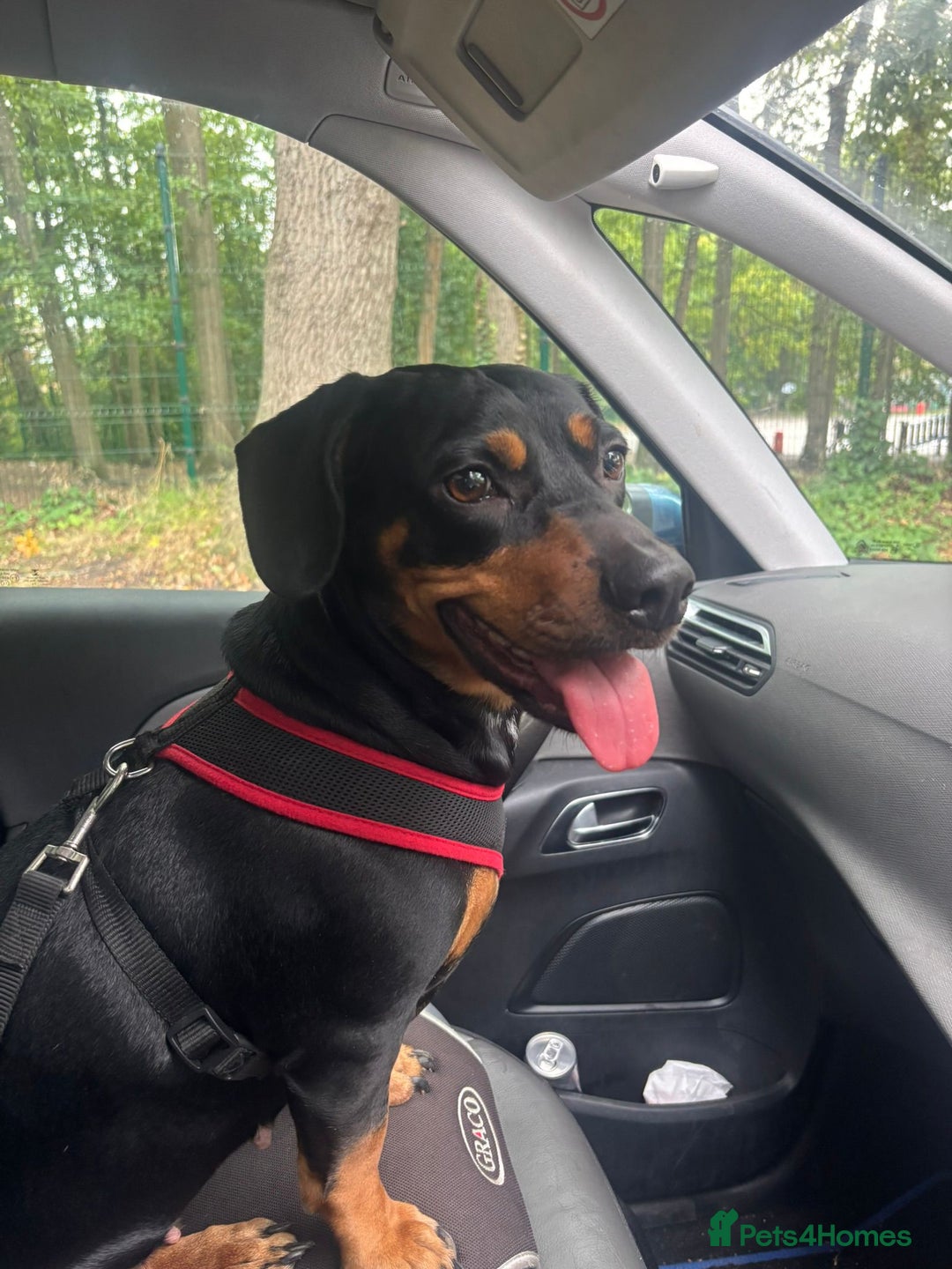 Mixed Breed dogs for sale: Roxy looking for her forever home.  - Image 2
