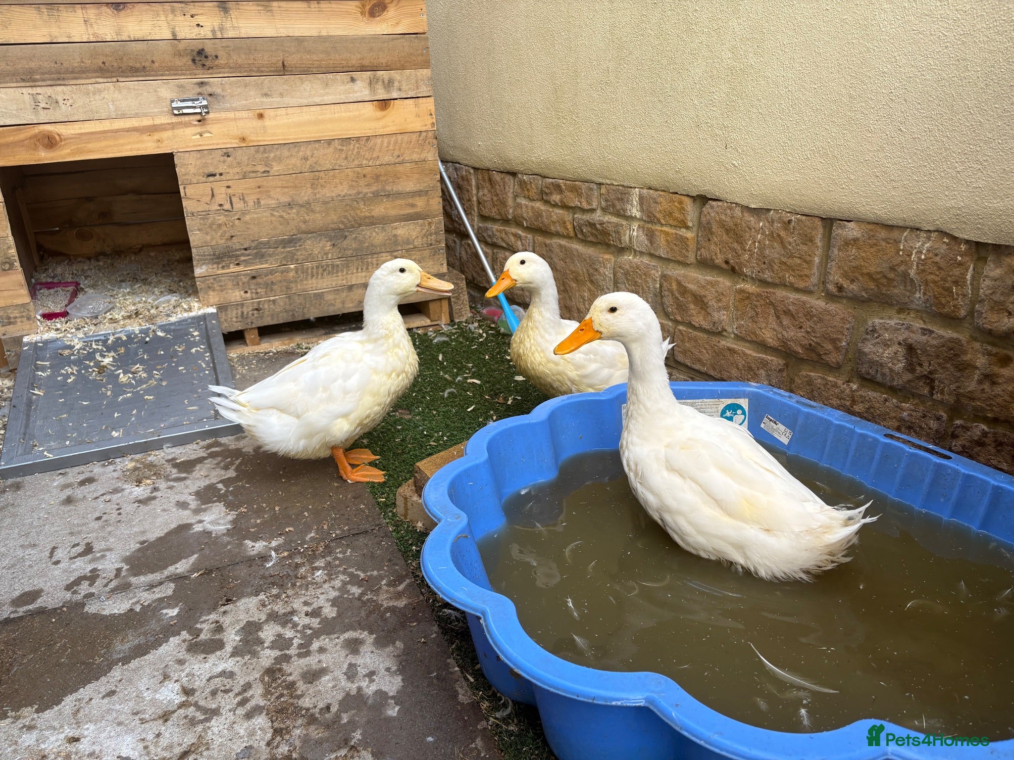 Ducks poultry 3 cherry valley ducks  - Advert 2