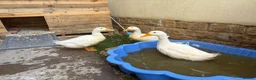 Ducks poultry for sale: 3 cherry valley ducks  in Sherborne - Advert 1