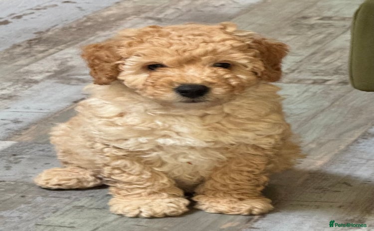 Cavapoochon dogs - Advert 6