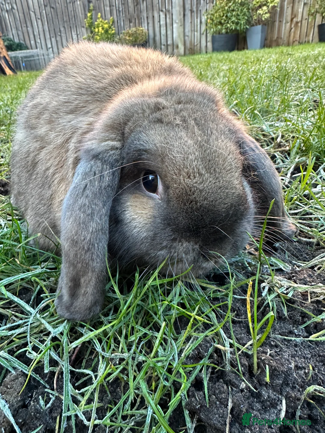 French Lop rabbits for sale: Beautiful French Lop Rabbits For Sale  - Advert 3