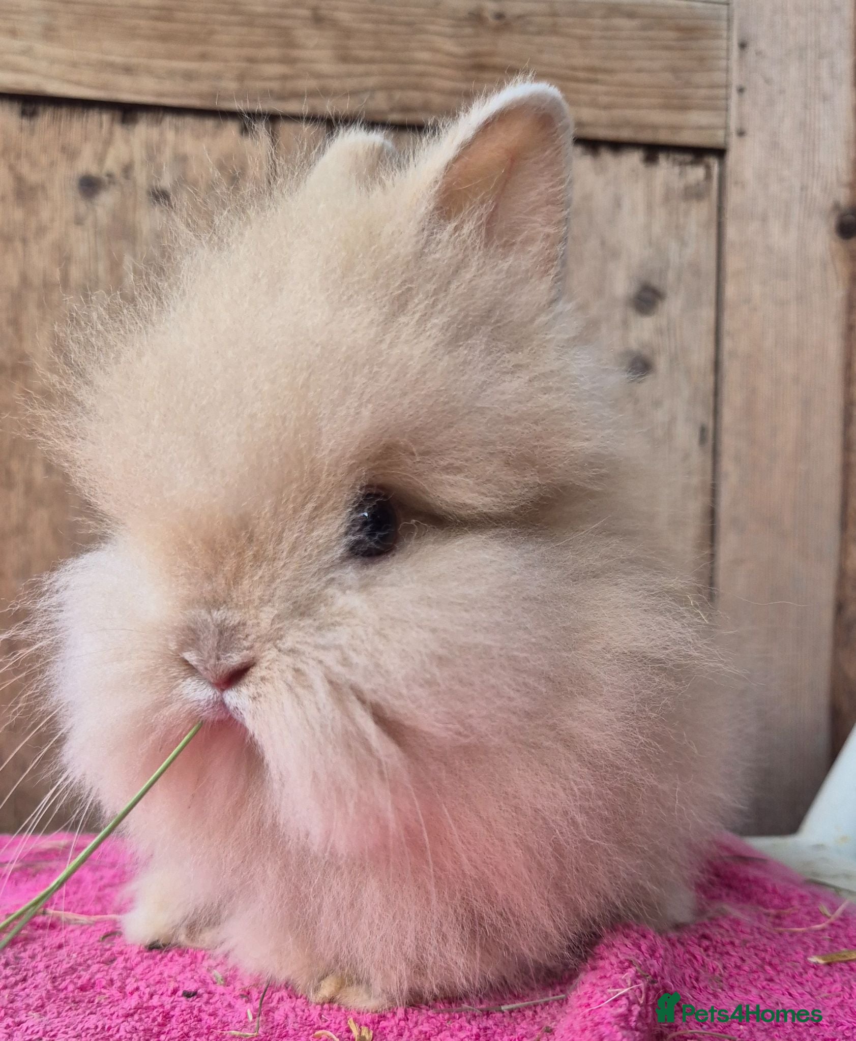 Lionhead rabbits Pure bred double maned Lionhead Buck  - Advert 1