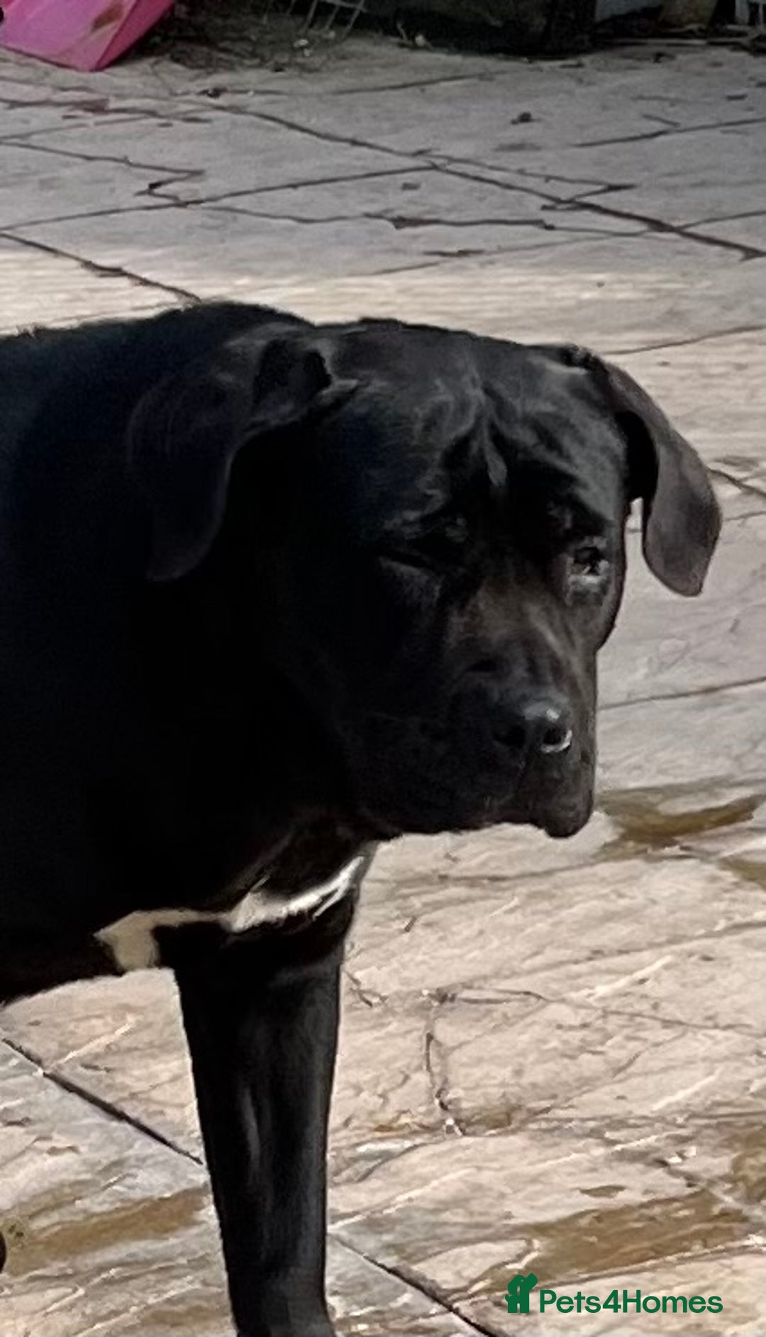 Presa Canario dogs for sale: Perro de presa canario - Advert 3