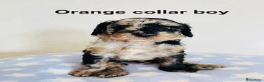 Cockapoo 3 - orange collar boy