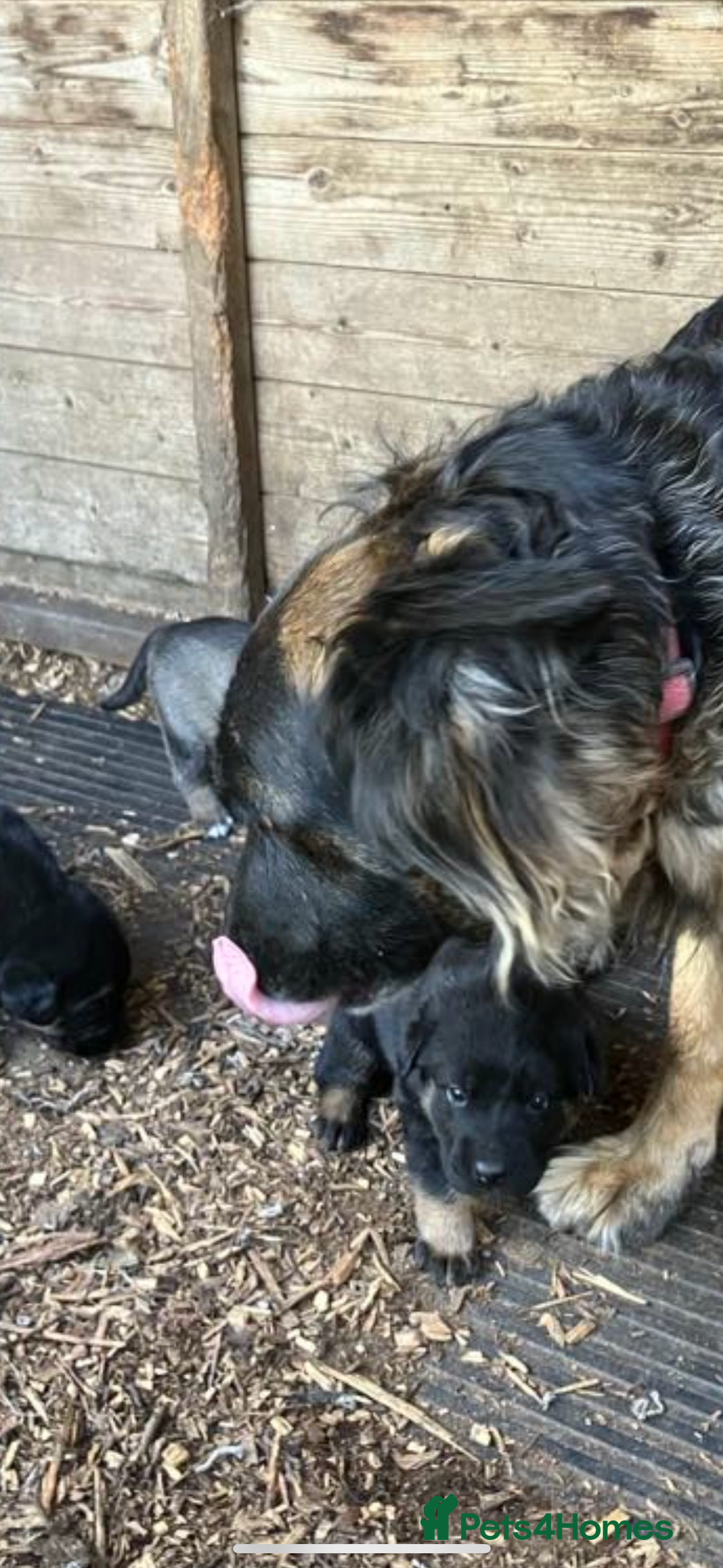 Mixed Breed dogs for sale: German Shepherd x Mastiff  - Image 2