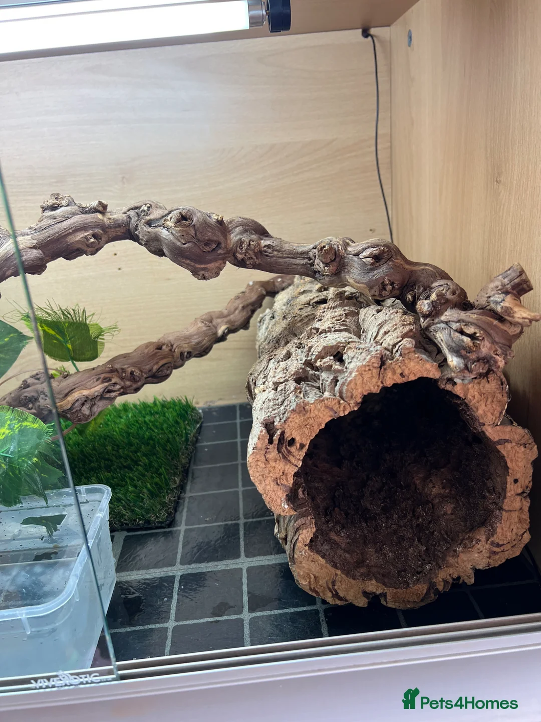 Python Snake reptiles for sale: Pied royal python & set up in Daventry - Advert 7