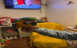 Macaws birds for sale: Baby hand reared macaw - Advert 8