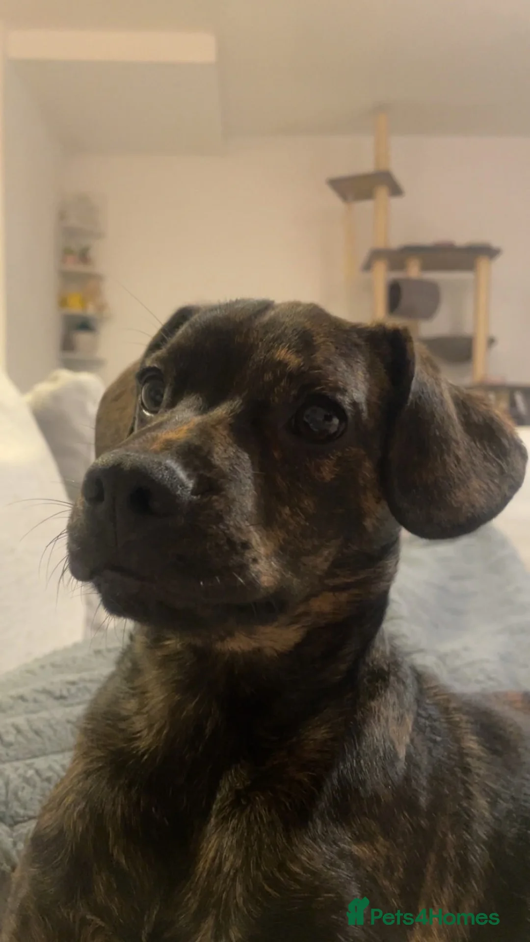Mixed Breed dogs for sale: 6 month old frenchie/cockapoo  in Salisbury - Advert 1