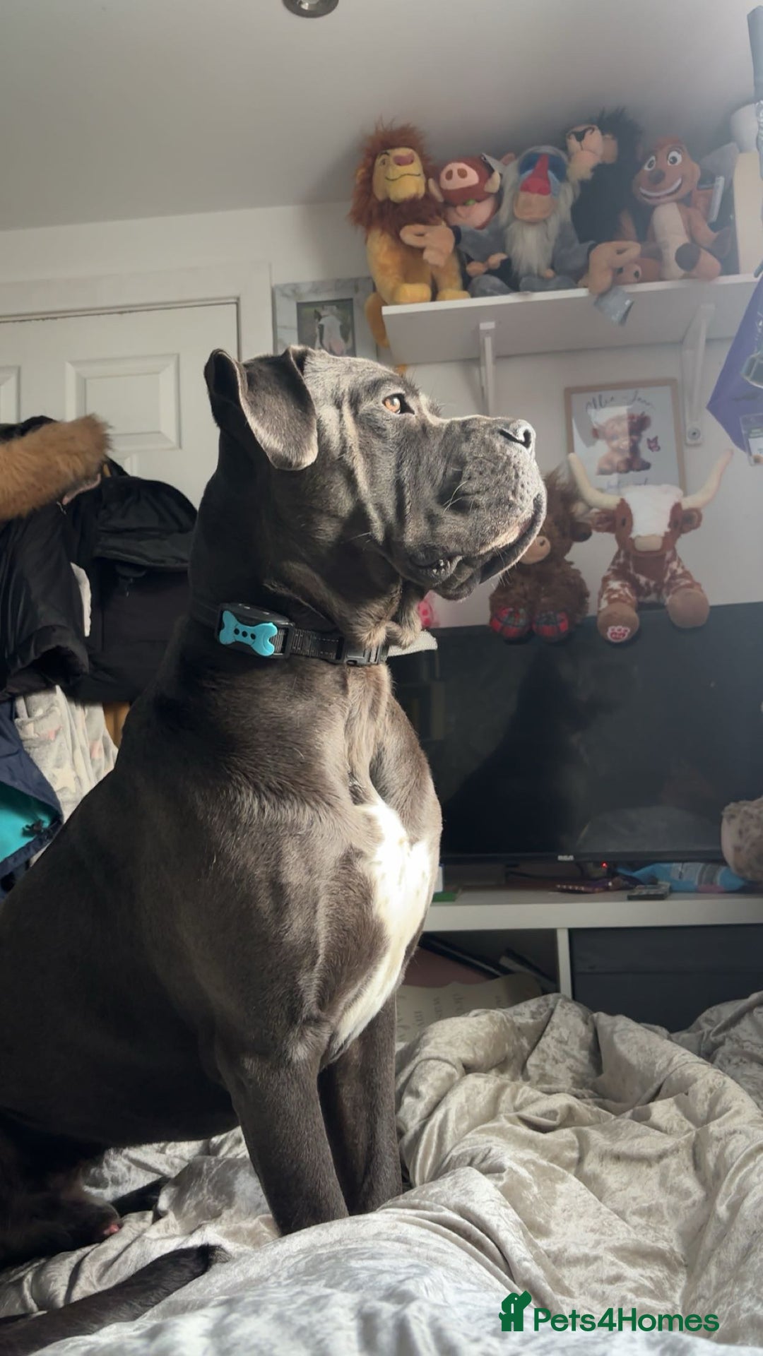 Cane Corso dogs for sale: Conan cane corso - Advert 10