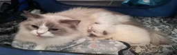 Ragdoll cats for sale: GCCF Chocolate mitted male - Advert 5