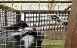 Aegean cats for sale: Agean x Kittens for sale - Image 8