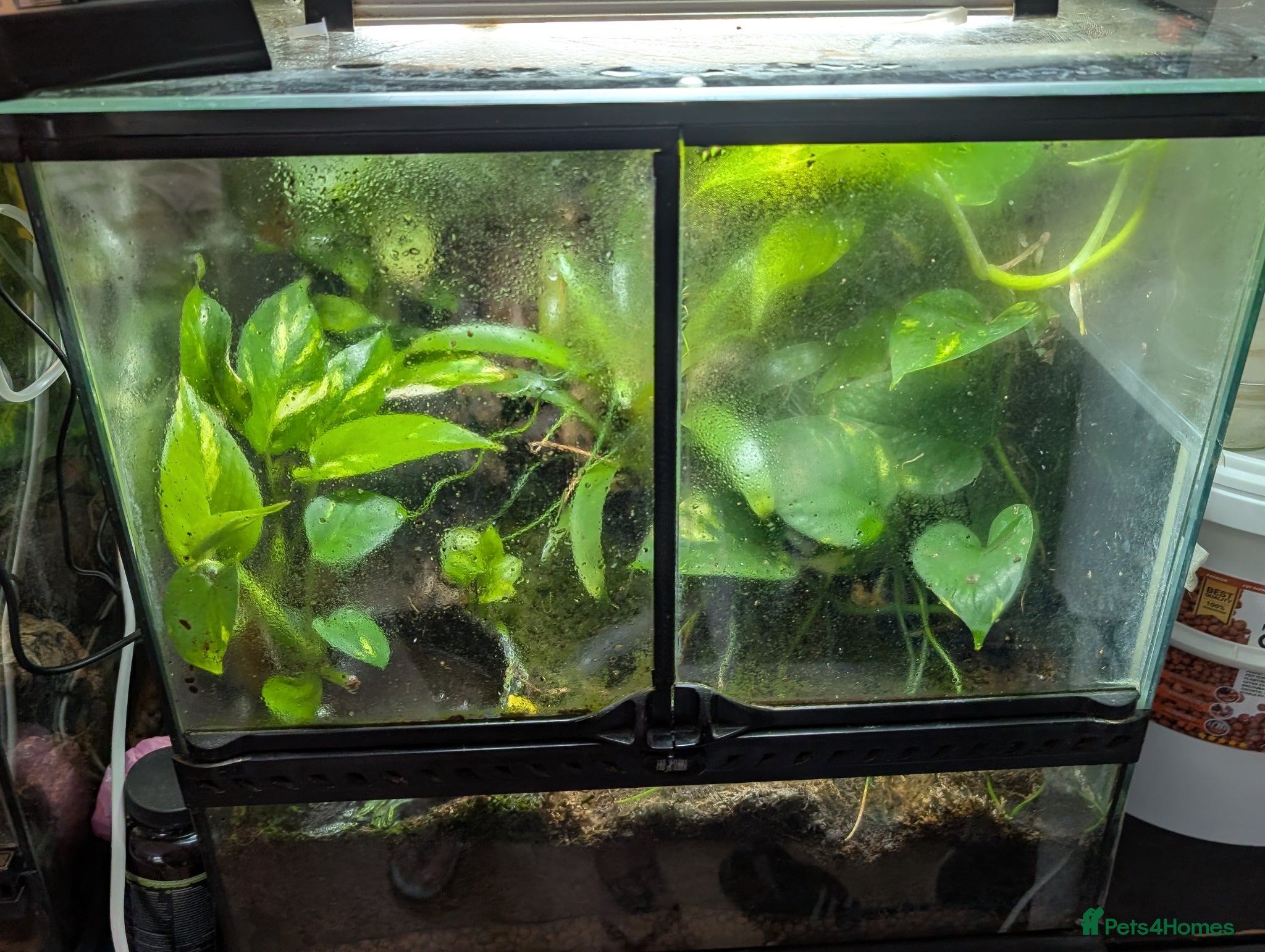 Frog reptiles 2 female dart frogs and bio enclosure  - Advert 2