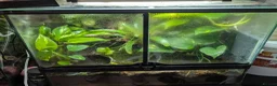 Frog reptiles for sale: 2 female dart frogs and bio enclosure  - Advert 1