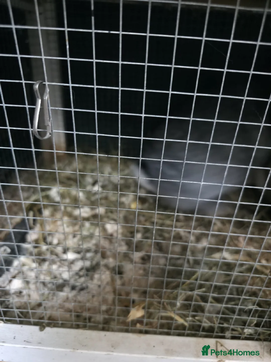 French Lop rabbits for sale: 2 beautiful friendly french lop bunnys in Chester - Advert 2