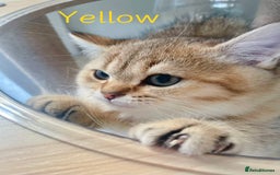 British Shorthair cats for sale: Golden BSH  - Image 8