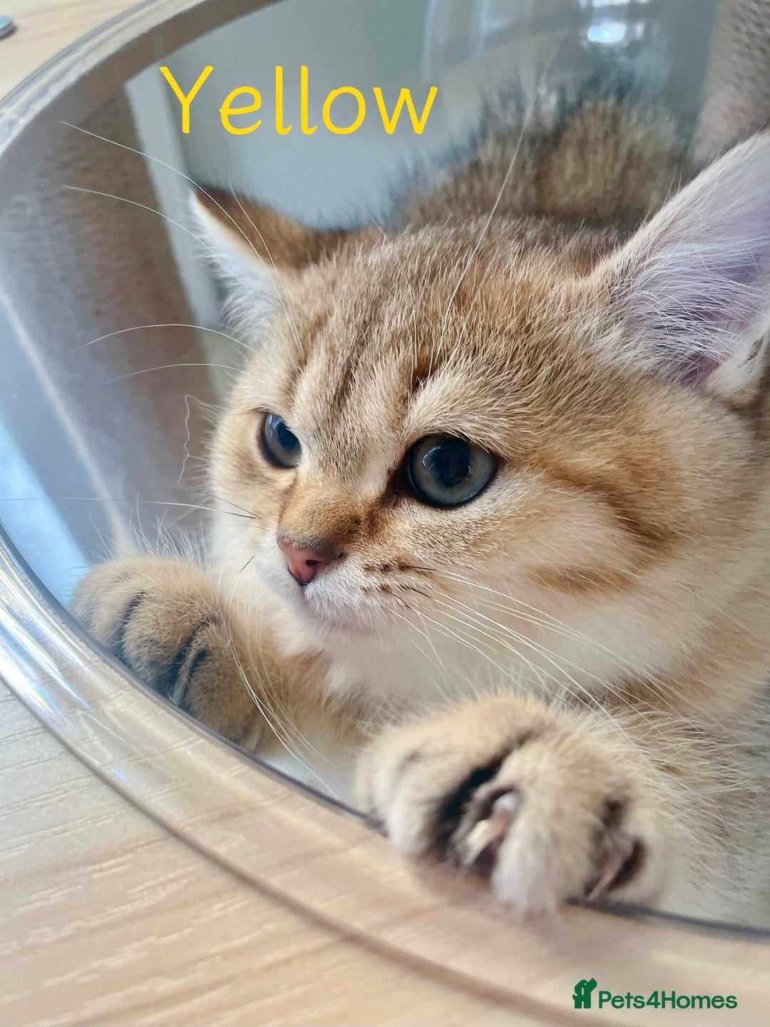 British Shorthair cats for sale: Golden BSH  - Image 8
