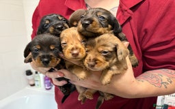 Mixed Breed dogs for sale: Dorkie puppies - Image 5