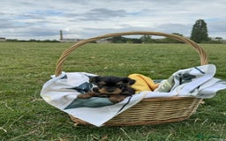 Yorkshire Terrier dogs for sale: Mini Yorkshire Terrier Puppies looking for Home - Image 15