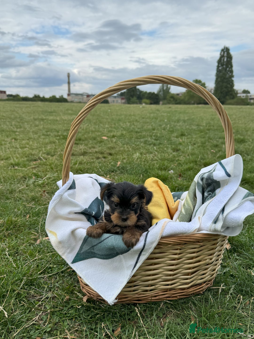 Yorkshire Terrier dogs for sale: Mini Yorkshire Terrier Puppies looking for Home - Image 15