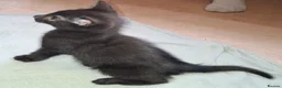 Domestic Shorthair cats for sale: 5 Beautiful, Playful Kittens - Advert 17
