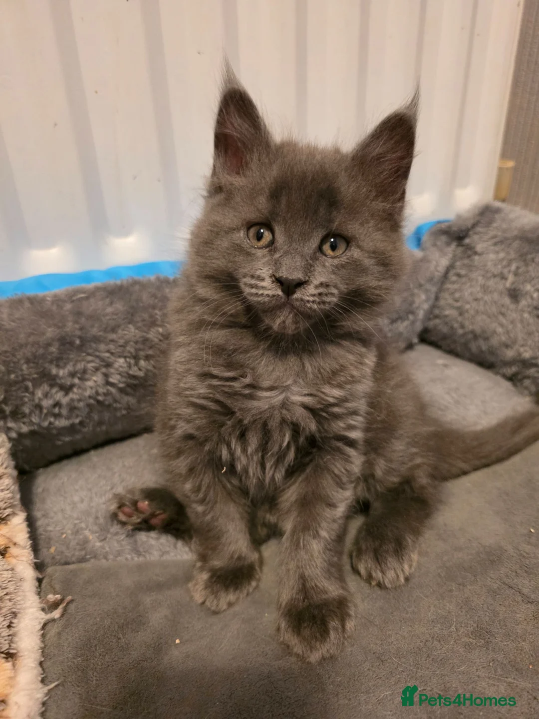 Maine Coon cats for sale:  Maine Coon Kittens Champion Bloodline  - Advert 23