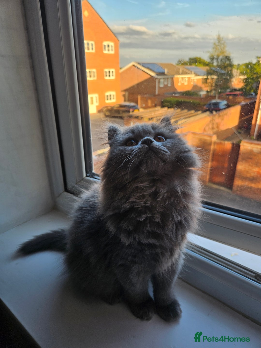 British Longhair cats for sale: Gorgeous GCCF long-haired British girl  - Image 16