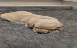 Labrador Retriever dogs for sale: Gorgeous Yellow Labrador Puppies - Image 13