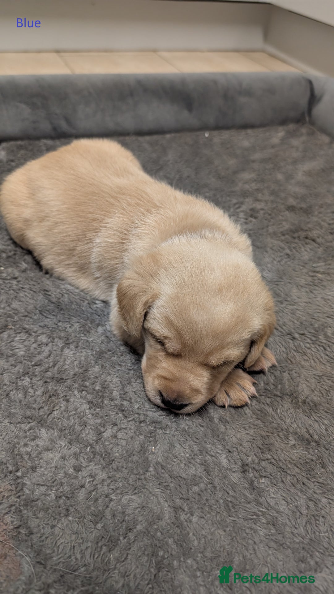 Labrador Retriever dogs for sale: Gorgeous Yellow Labrador Puppies - Image 13