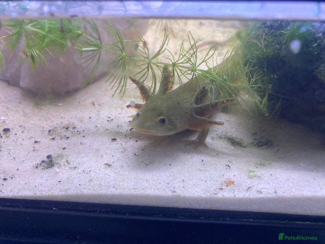 Axolotl reptiles for sale: Tiger salamanders CB April 2025 - Image 7