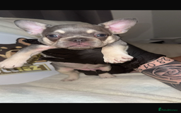 French Bulldog dogs for sale: French Bulldog puppies for sale - Image 2