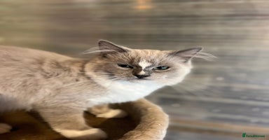Ragdoll cats - Advert 4