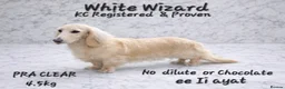 Miniature Dachshund dogs for sale: Pure English Cream Miniature Dachshund  - Advert 5