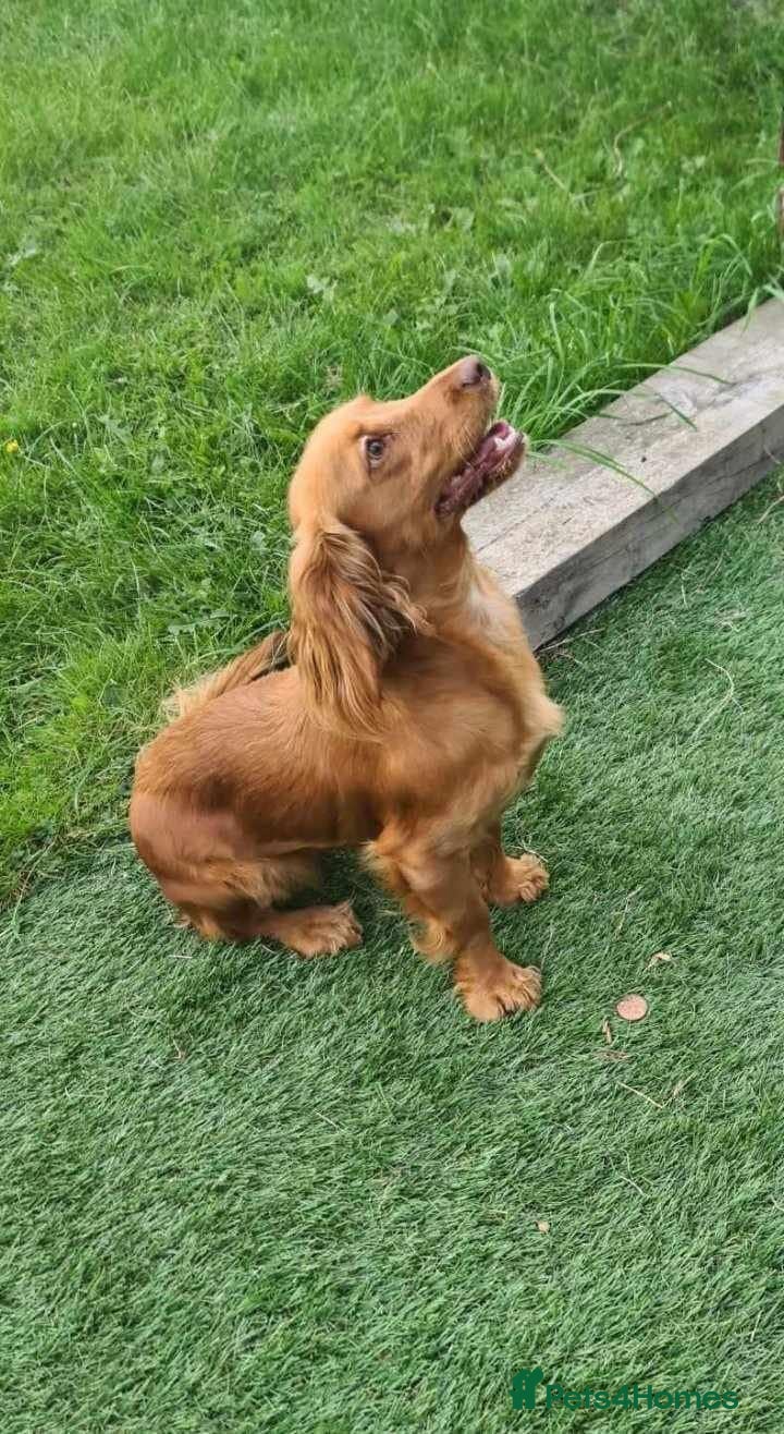 Cockapoo dogs Beautiful cockerpoo puppies ❤️💙💙💙 - Advert 1