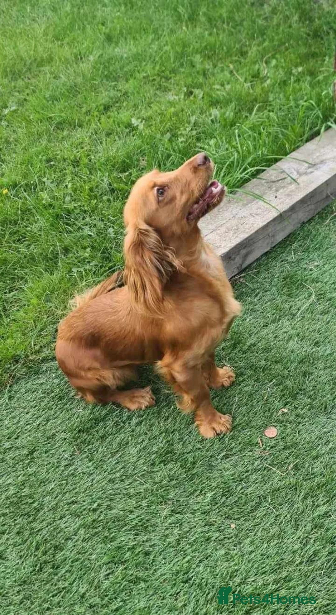 Cockapoo dogs for sale: Beautiful cockerpoo puppies ❤️💙💙💙 - Advert 1