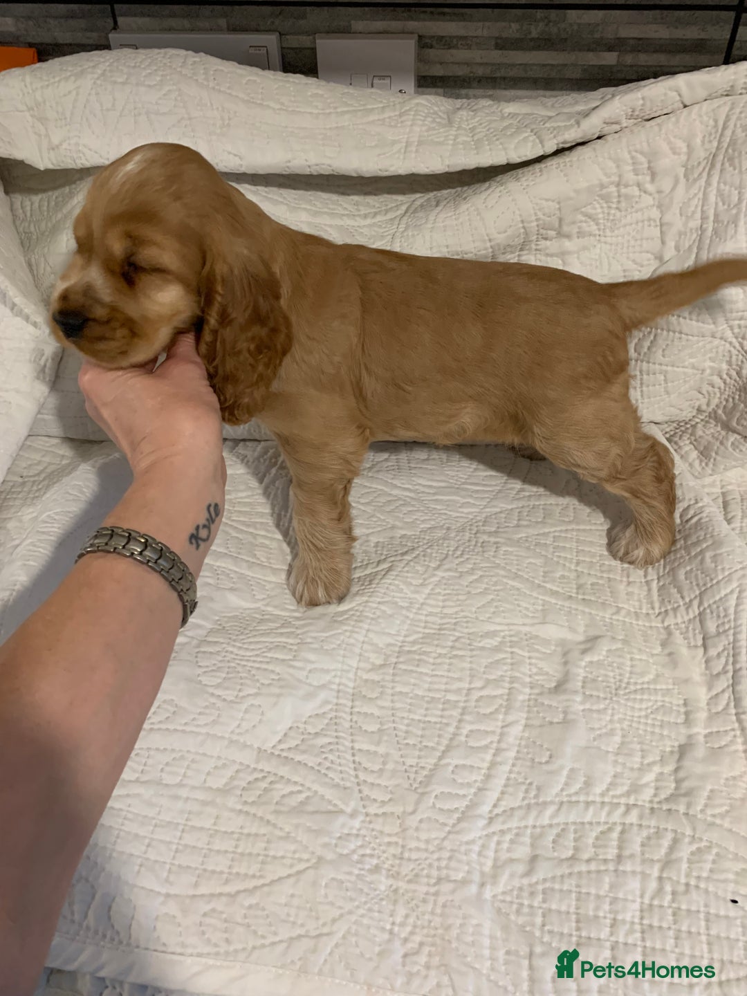 Cocker Spaniel dogs for sale: KC Registered Quality Show Type Cocker Puppies   - Advert 8