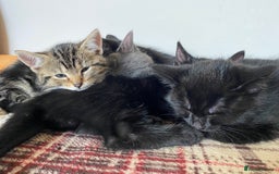 Mixed Breed cats for sale: Beautiful Kittens - Image 2