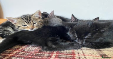 Mixed Breed cats - Advert 13