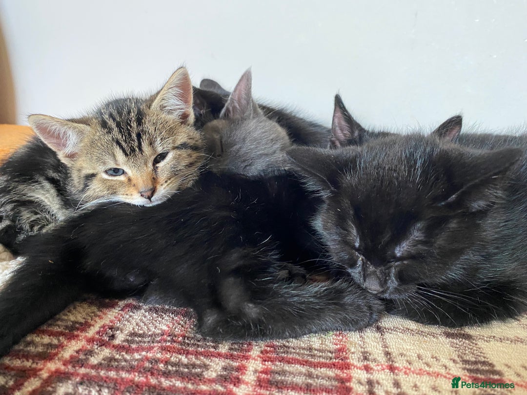 Mixed Breed cats for sale: Beautiful Kittens - Image 2