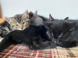 Mixed Breed cats - Advert 2