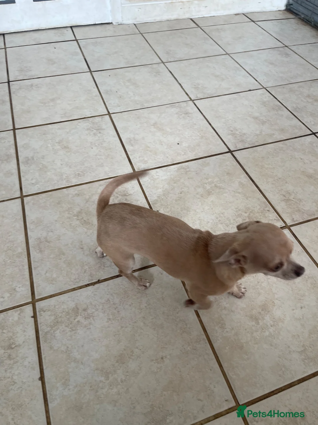 Chihuahua dogs for sale: This is olive - Advert 3