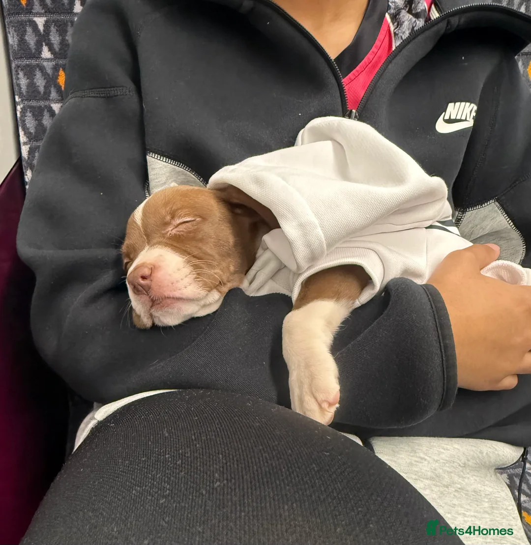 Mixed Breed dogs for sale: Bullog x amstaff puppy - Advert 12