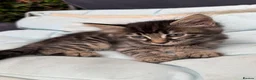 Bengal cats for sale: Female marble bengal kitten in Feltham - Advert 4
