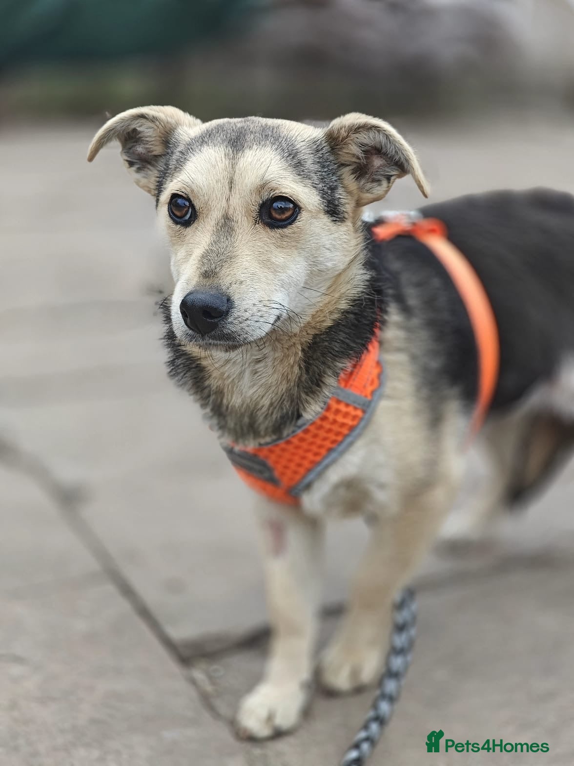 Mixed Breed dogs ❤️🐶 MAREE – SHE LOOKS INTO YOUR EYES - Advert 4