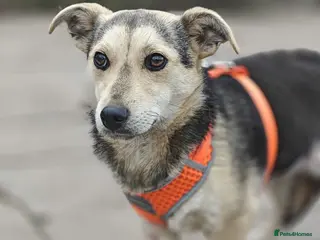Mixed Breed dogs ❤️🐶 MAREE – SHE LOOKS INTO YOUR EYES - Advert 6