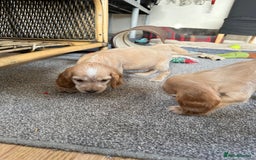 Cocker Spaniel dogs for sale: Beautiful gold cocker puppies - Image 10