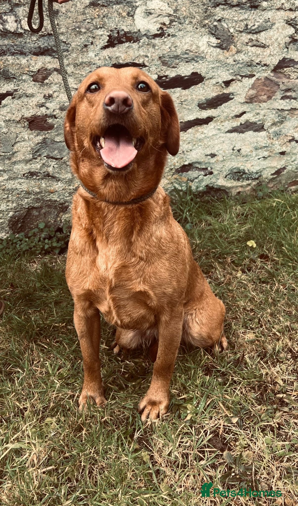 Labrador Retriever dogs Kc registered labradors due 14 February 2026 - Advert 1