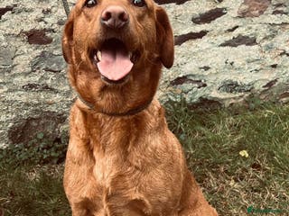 Labrador Retriever dogs Kc registered labradors due 14 February 2026 - Advert 1