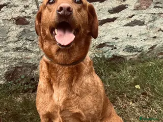 Labrador Retriever dogs Kc registered labradors due 14 February 2026 - Advert 4