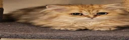 British Shorthair cats for sale: Bsh GOLDEN Chunky Kittens🐱 Ready go now - Advert 13