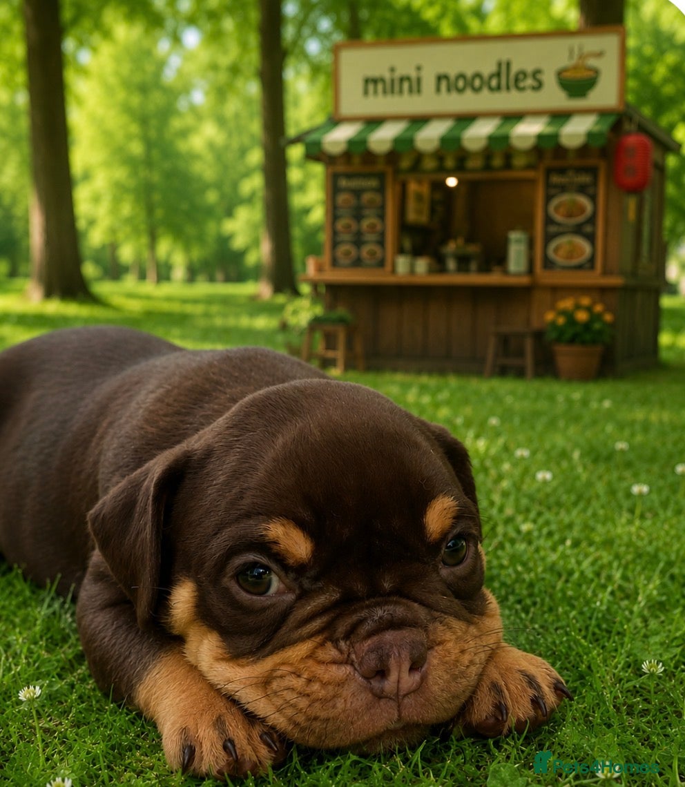 English Bulldog dogs Old English bulldogges - Advert 16